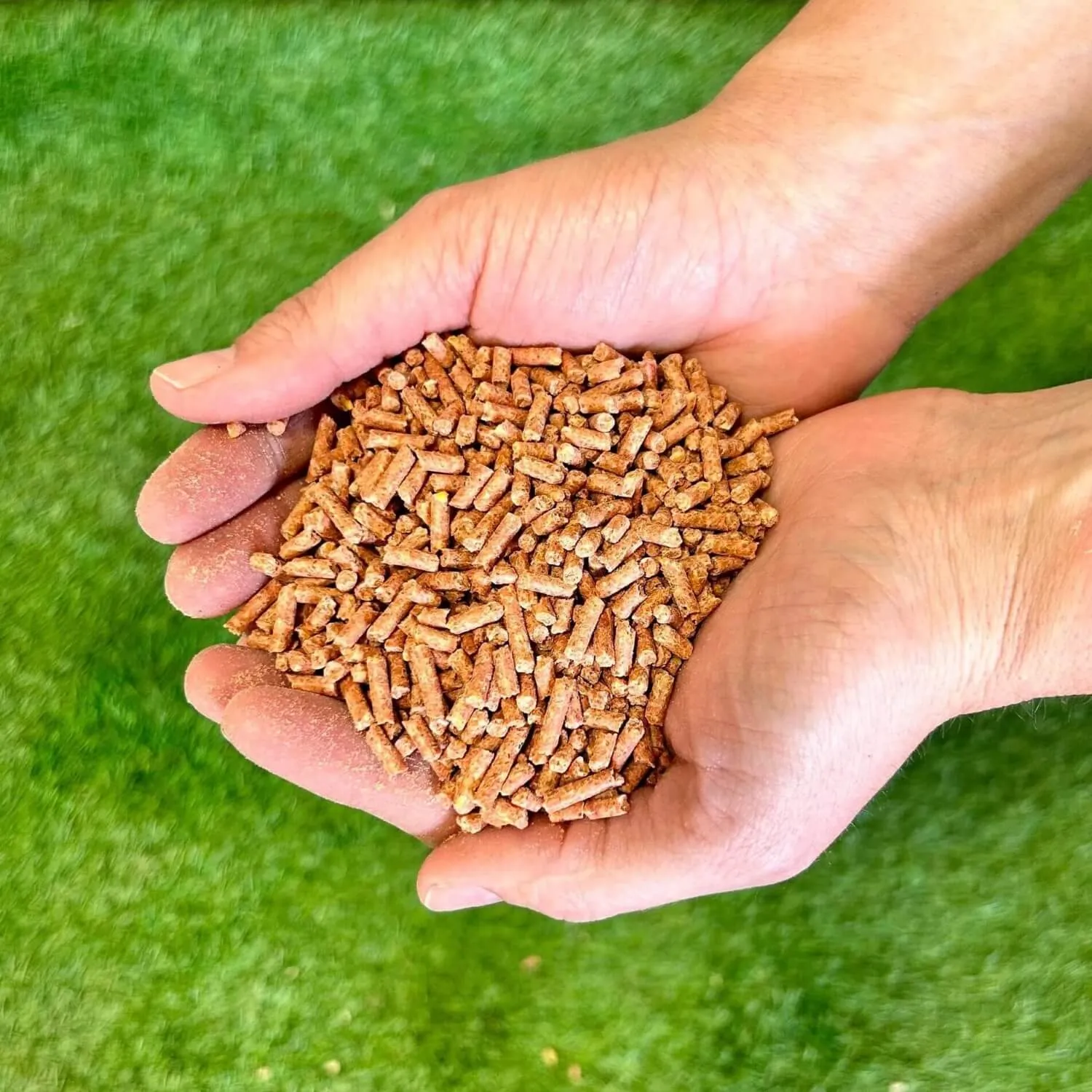 Sunglo Final Control Show Feed Supplement