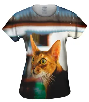 What Happened Cat